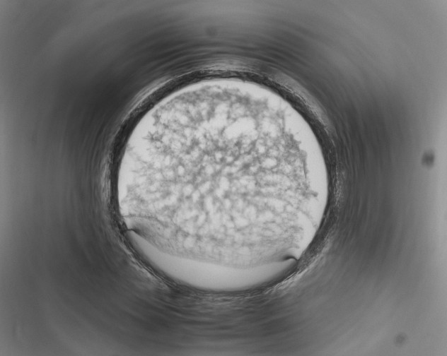 X0000116680829201001251258