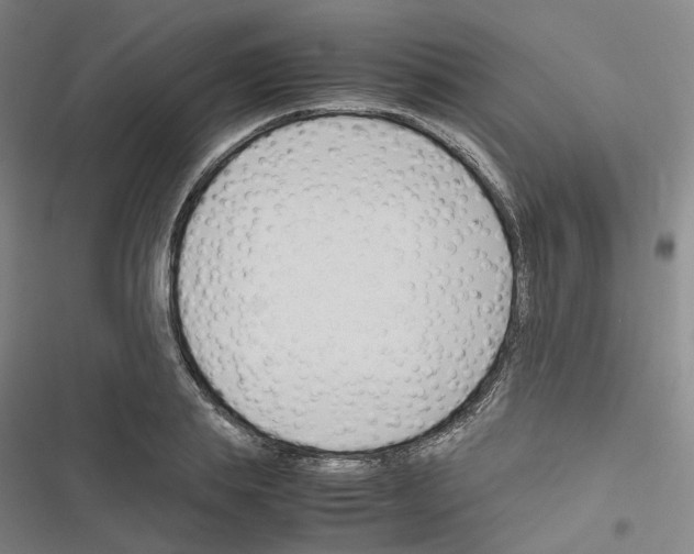 X0000116680839201001251258