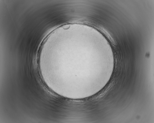 X0000116680884201001251258