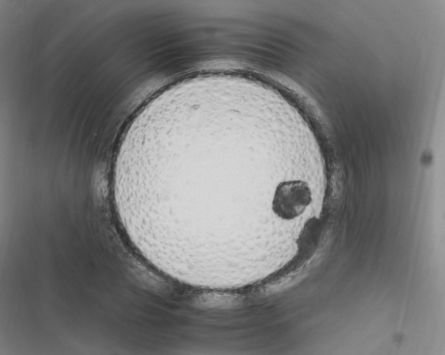 X0000116680929201001251257