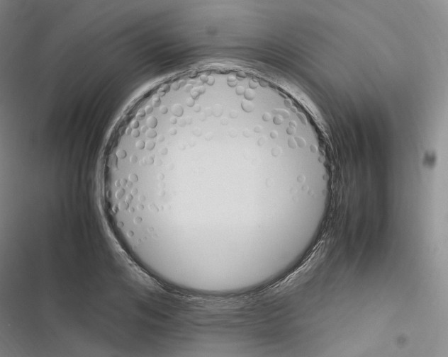 X0000116680984201001251256