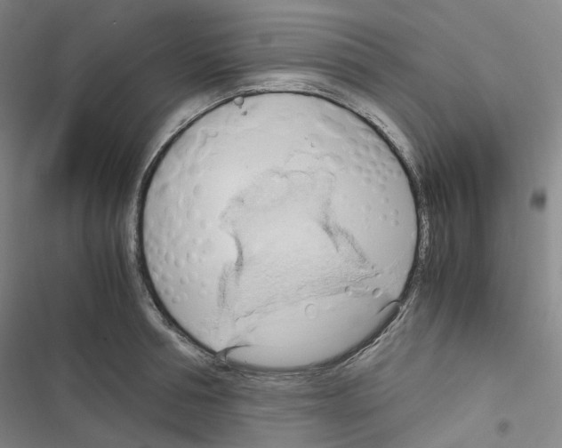 X0000116680994201001251256