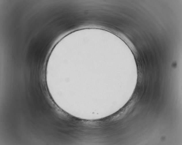 X0000116681004201001251256