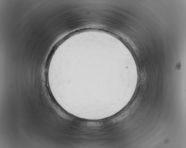 X0000116681029201001251256