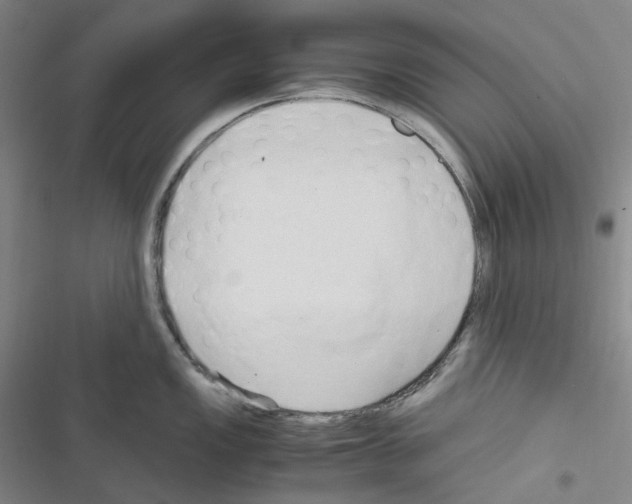 X0000116681149201001251255