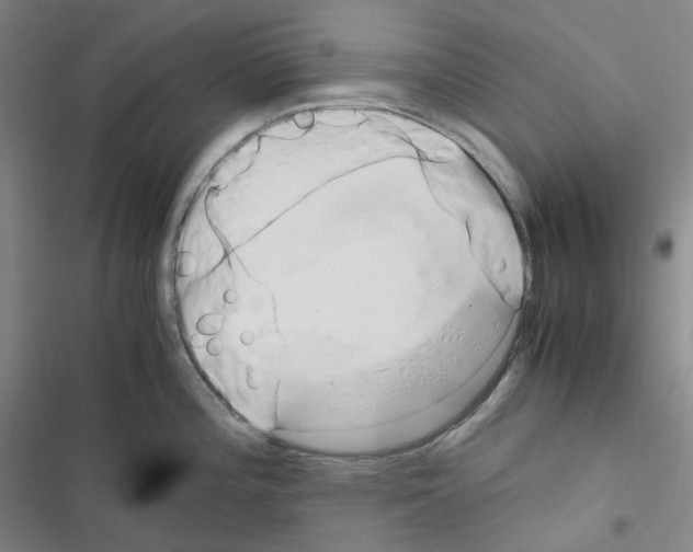 X0000116681196201001251253