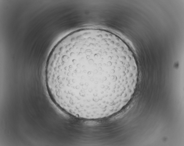 X0000116681239201001251253