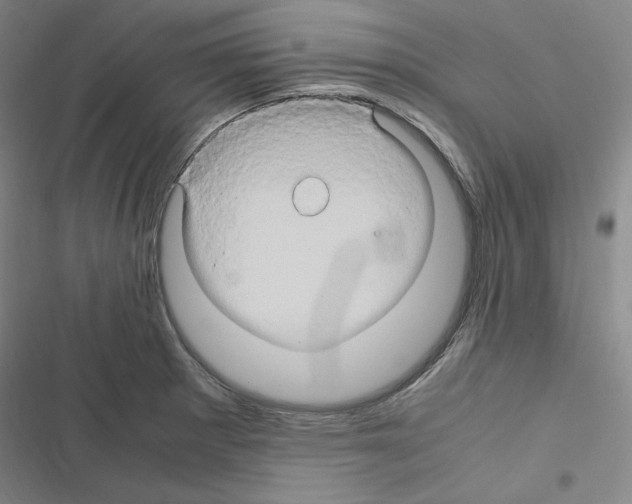 X0000116681281201001251252