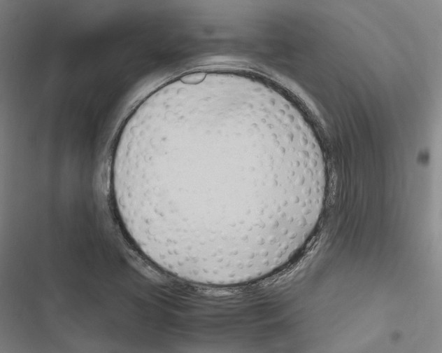 X0000116681413201001251250