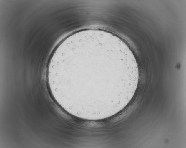 X0000116681420201001251250