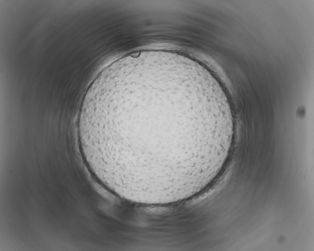 X0000116681425201001251250