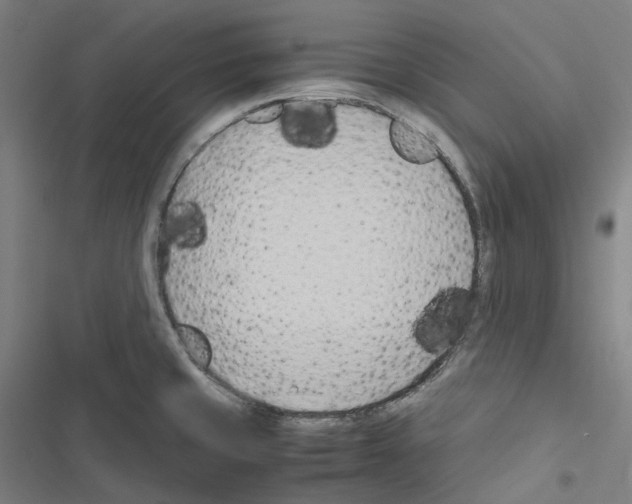 X0000116681429201001251250