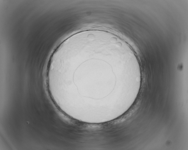 X0000116681525201001251249