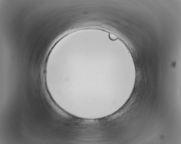 X0000116681526201001251249