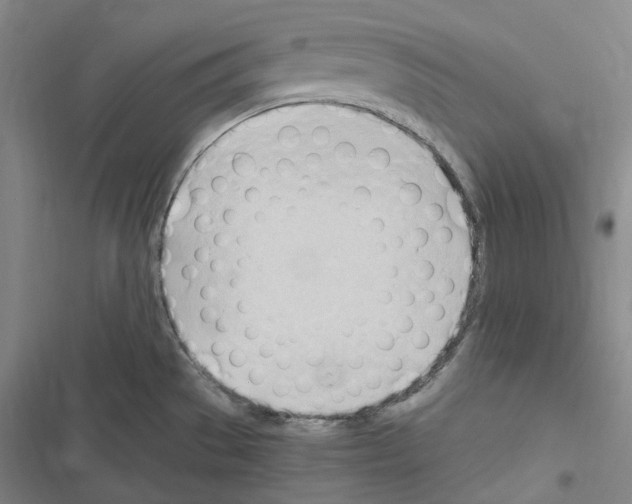 X0000116681529201001251249