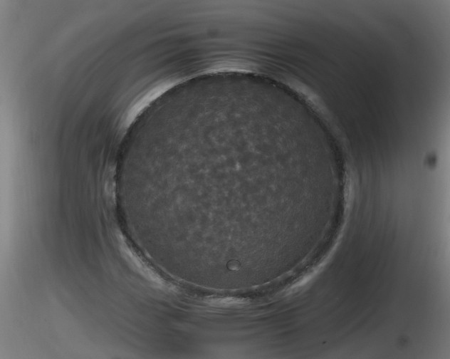 X0000116761113200912241136
