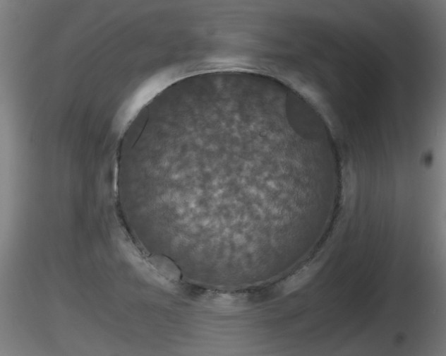 X0000116761365200912241133