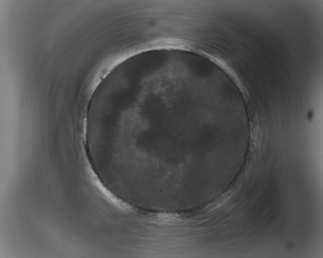 X0000116761383200912241133