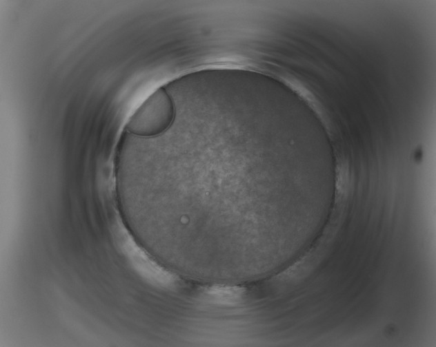 X0000116761466200912241132