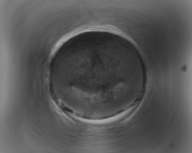 X0000116761506200912241131