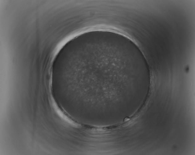 X0000116761515200912241132