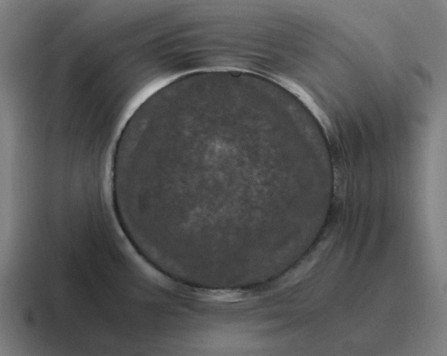 X0000116761387200912311810