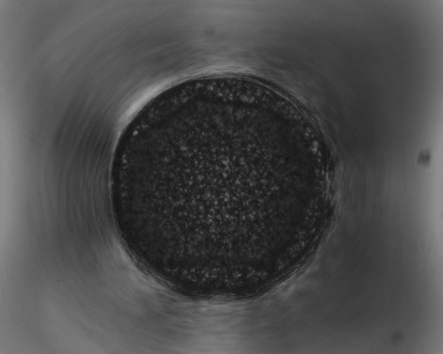 X0000116760196201001071202