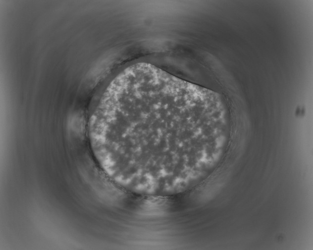 X0000116760720201001071155