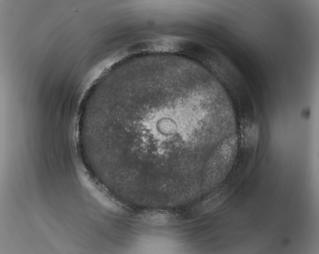 X0000116760726201001071154