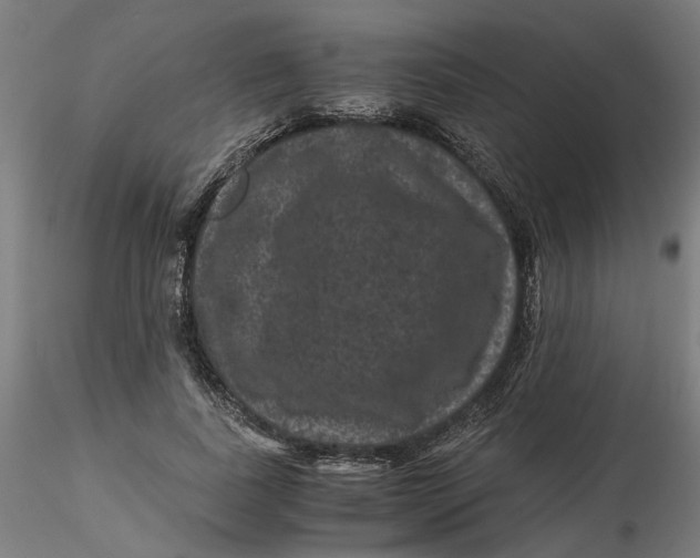 X0000116760739201001071155