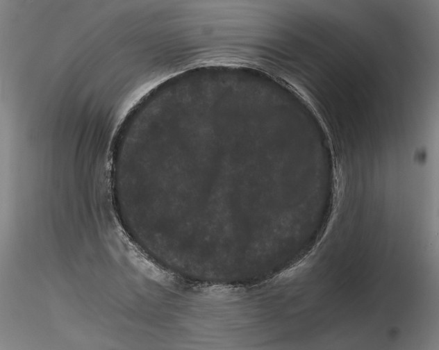 X0000116760779201001071154