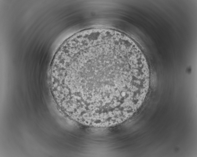 X0000116760856201001071154