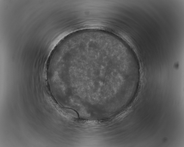 X0000116760883201001071153