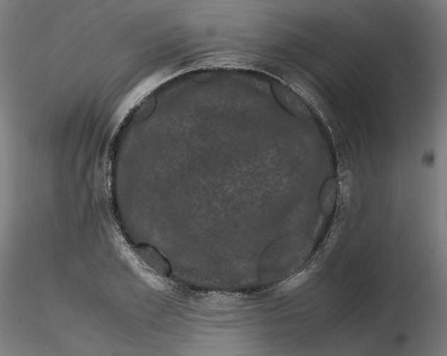 X0000116760981201001071151