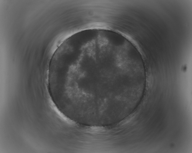 X0000116761383201001071146