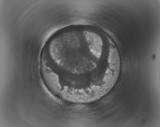 X0000116761479201001071145