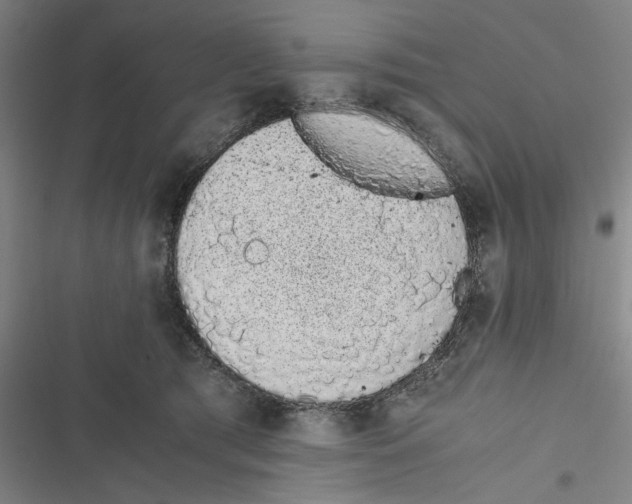 X0000116760417201001141434