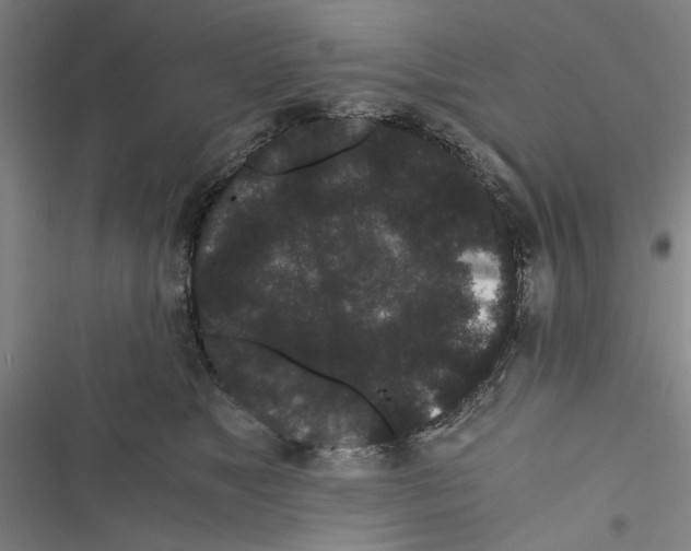 X0000116760517201001141432