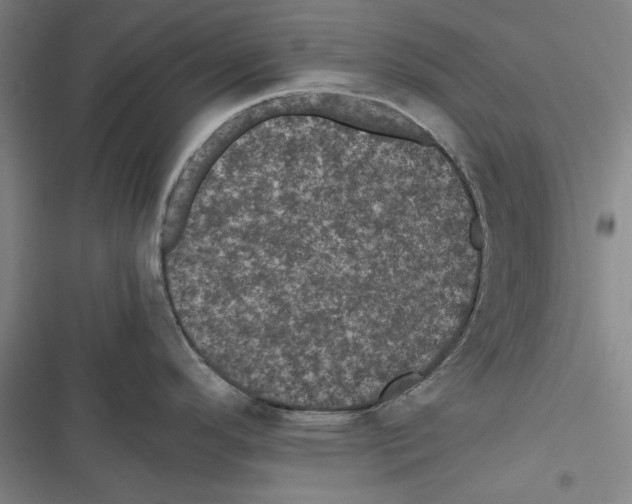 X0000116761296201001141421