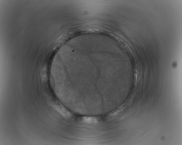 X0000116760520201001281614