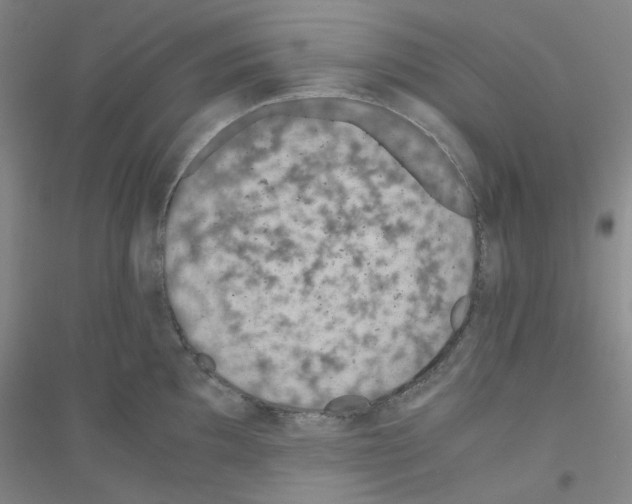 X0000116761097201001281607