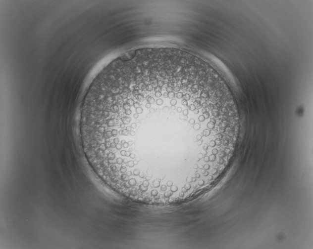 X0000116761196201001281605