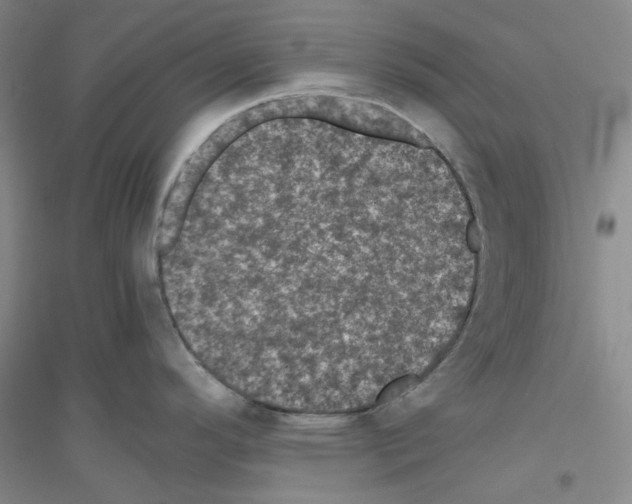 X0000116761296201001281604