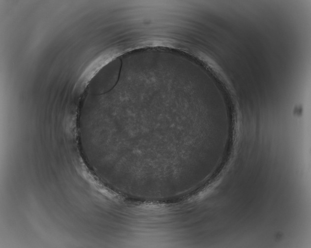 X0000116770977200912171529