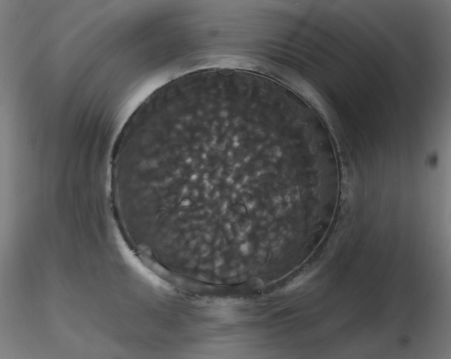 X0000116771095200912171528