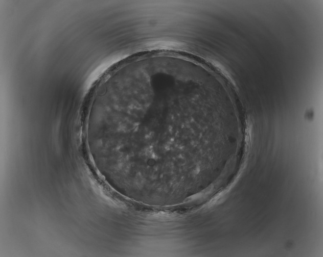 X0000116771117200912171527