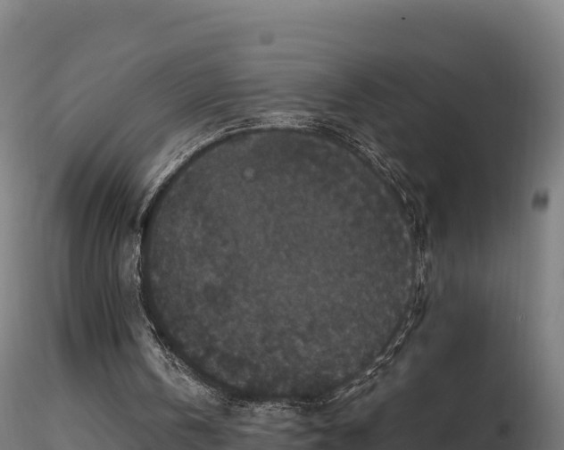 X0000116770146200912241211