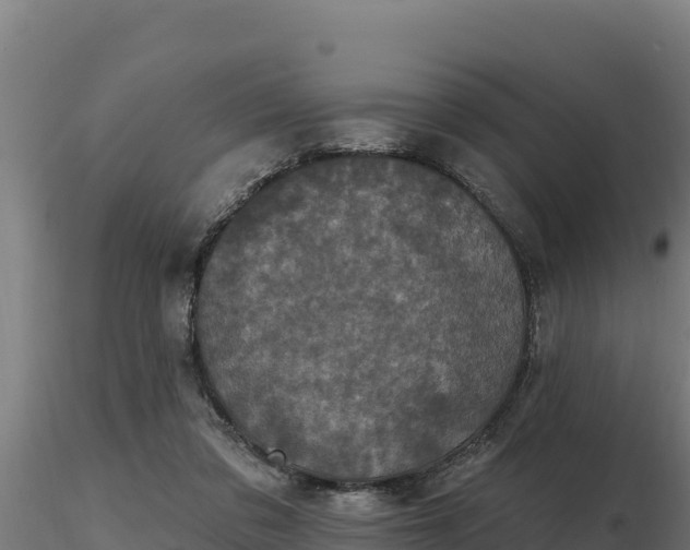 X0000116770309200912241209