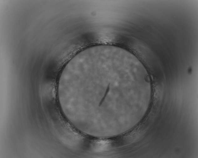 X0000116770313200912241209
