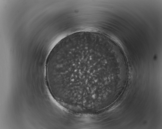 X0000116771095200912241158